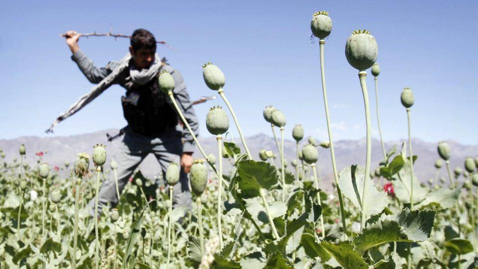 <p><strong>Afyon üretimiyle mücadele için günlük 1,5 milyon dolar</strong><br />
<br />
ABD, narkotikle mücadele programlarına günde 1,5 milyon dolar harcadı. Son SIGAR raporuna göre, afyon üretimi 2020`de bir önceki yıla göre yüzde 37 arttı. Bu, 1994`te kayıtların başlamasından bu yana üçüncü en yüksek verimdi.</p>
