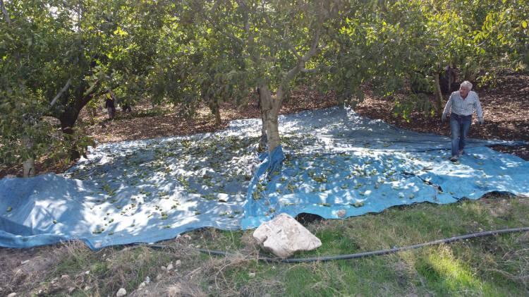 <p>Güven, köyde cevizin ardından ağırlıklı olarak kiraz ve vişne üretildiği bilgisini verdi.</p>

<p> </p>
