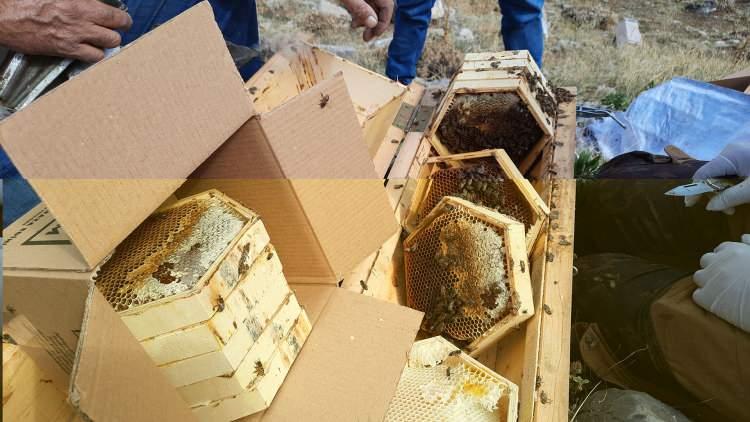 <p>Kendisinin de babasının mesleğini sürdürdüğünü dile getiren Tontul, şunları kaydetti:<br />
"En kaliteli balı elde edebileceğim yaylaları bulabilmek çok gezdim. En uygun bu bölge olduğu kanaatine vardık ve 40 kovan deneme amaçlı buraya bıraktık. Burası hem sıcak, hem yüksek. Test etmek için burada 2-3 akşam yattım. Rakımına göre sıcak bir yer. Bu da bizim için önemli. Bu yıl 40 tane kovandan üretim yaptım. Hasat güzeldi. İlk yılımdı, denemek istedim ve güzel verim aldım."<br />
 </p>
