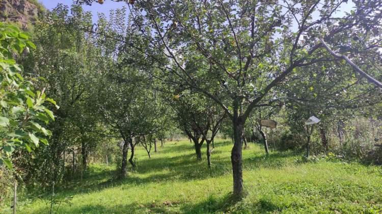 <p>Onlara bir borcumuz olduğunu düşündük ve bugüne geldik. Ağaçlarımız meyve verdi.</p>