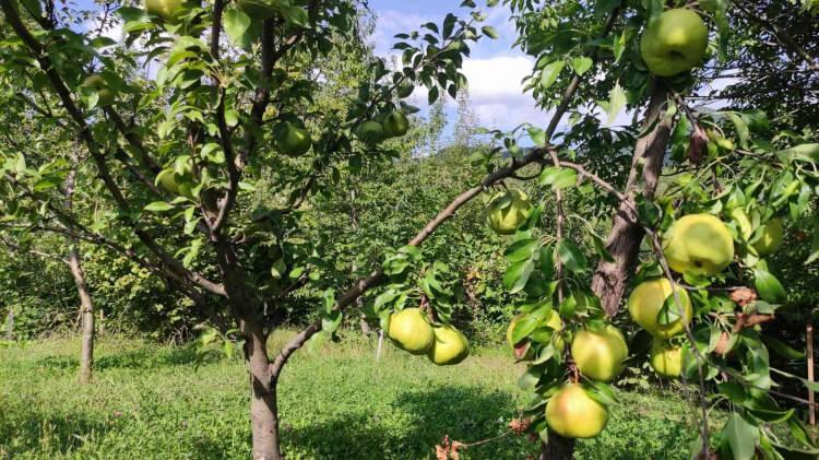 <p>2015 ve 2017 yılları arasında dönemin valileri eşliğinde araziye elma, armut, üzüm, hurma, ayva, kestane olmak üzere 500 adet farklı meyve ağacı aşılaması yapıldı.</p>
