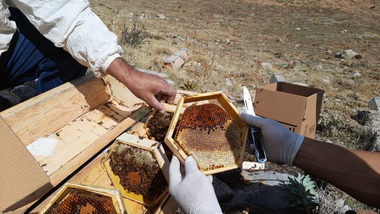 <div>Üreticilerin bakir bir alanda bal elde ettiklerini dile getiren Durmuş, "Bu sene 1000 ile 1300 arasında bir prolin değerinin olacağını düşünüyoruz." dedi.</div>
<div>Durmuş, geçen yıl 6 ton karakovan balı ürettiklerini, bu yıl 7 ton kadar verim beklediklerini bildirdi.</div>