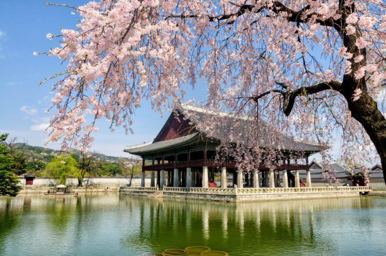 <p><span style="color:#800000"><strong>Asya ülkeleri, çoğu insan için uzun yolculuklar anlamına gelse de keşfedilmesi gereken güzelliklerini fark ettiğinizde ölmeden önce gidilmesi gereken yerler listelerine giriyor. Bu ülkelerin en çok sevilenlerinden biri Güney Kore. Resmi adı Kore Cumhuriyeti olan ülkenin tarihi, kültürü ve coğrafyası çok ilgi çekiyor.</strong></span></p>

