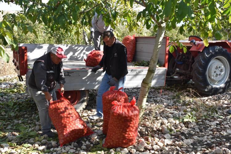 <p>Satışın sırayla yapılmasının karışıklığı önlediğini aktaran Ulusoy, "Sırası gelen cevizini satıp parasını alır ve gider. Her sene böyle oluyor." ifadesini kullandı.</p>
