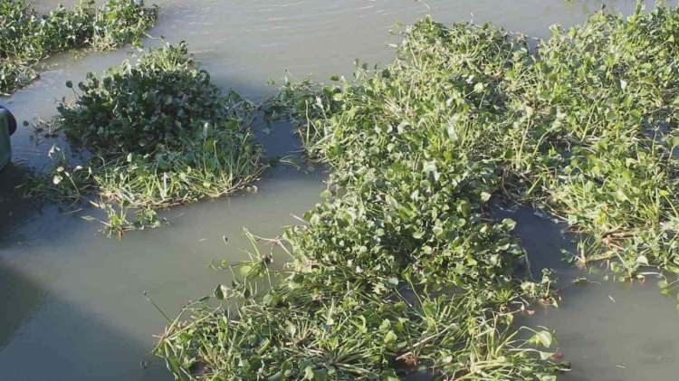<p>Hatay'ın Antakya ilçe merkezinden geçen Asi Nehri'nde önceki yıllarda görülen su sümbülleri yeniden ortaya çıktı. </p>
