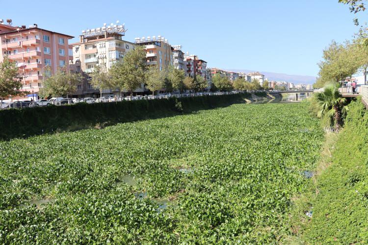 <p>Lübnan'ın Beka Vadisi'nden başlayıp Suriye'den geçerek Hatay'dan Akdeniz'e dökülen Asi Nehri'nde sonbaharla birlikte su sümbülleri (Eichornia crassipes) görülmeye başlandı.</p>