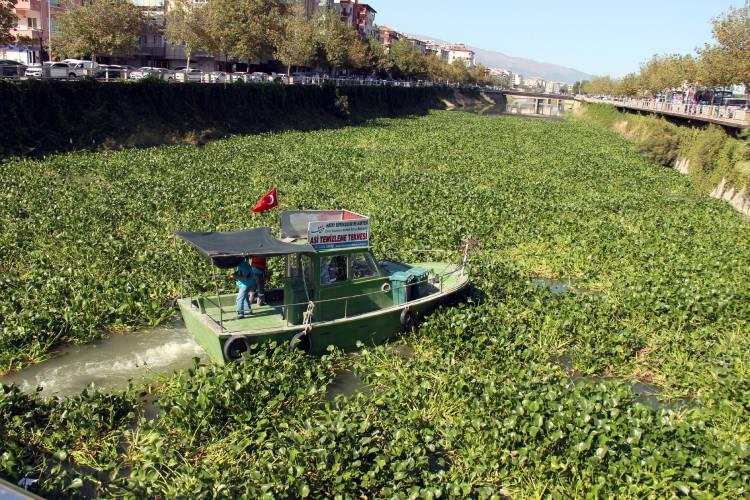 <p>Geçen yıllarda nehrin Antakya kent merkezinde metrelerce mesafeyi kaplayan su sümbülleri, bu yıl farklı noktalarda yeniden ortaya çıktı. </p>
