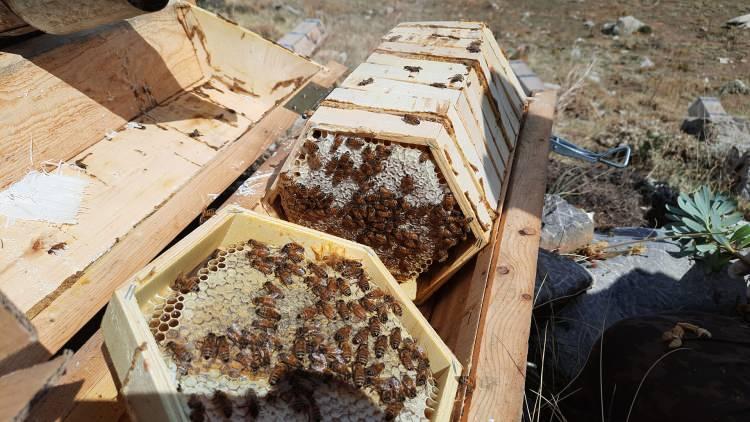<div>Bozkır Tarım ve Orman Müdürü Halil Durmuş da ilçede 370 üreticinin aktif olarak arıcılık yaptığını söyledi.</div>
<div>Eski usul yöntemlerle, arıyı doğa ile baş başa bırakarak üretilen karakovan ballarının büyük talep gördüğünü ifade eden Durmuş, şunları kaydetti:</div>
<div>"İlçemizin yüksek dağ ve yaylalarına bırakılan kovanlarda üretilen karakovan balı, herhangi bir katkı maddesi kullanılmadan, tamamen doğal olarak üretiliyor. </div>