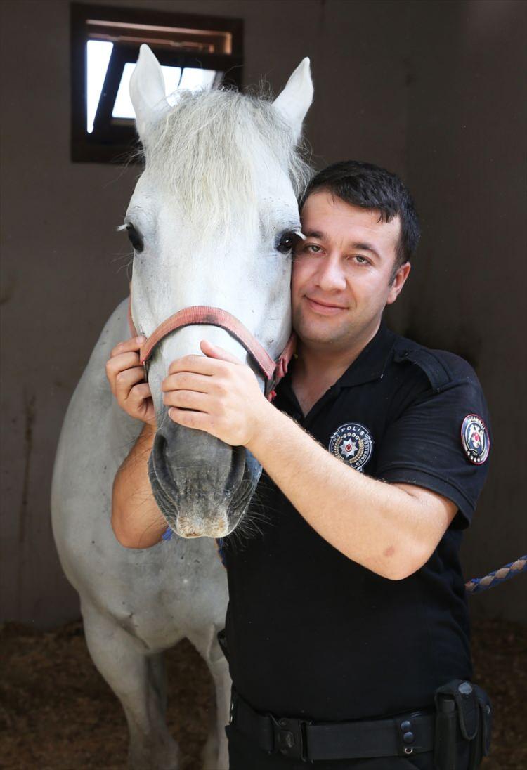<p>"Binicilik konusunda 4 ay eğitim aldıktan sonra atlı polis olarak görev yapmaya başladık. Sahillerde, ormanlarda, plajlarda, polislerin giremediği ve bizim atlarla girebileceğimiz her yerde şu an görev yapabiliyoruz. Atları severseniz çok fazla zorluk yaşamazsınız. Bizim için atlarla ilgilenmek, onlara sevgi duyduğumuz için biraz daha kolay oluyor."</p>
<p> </p>