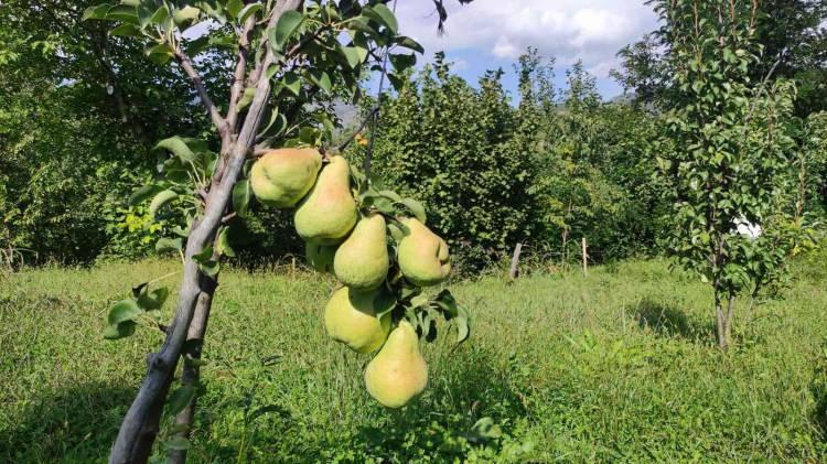 <p>Biz bu meyveleri toplamaya başladık. Hasat ettik. Adreslerine ulaşabildiğimiz şehit yakınlarına meyveleri göndermeye karar verdik.</p>