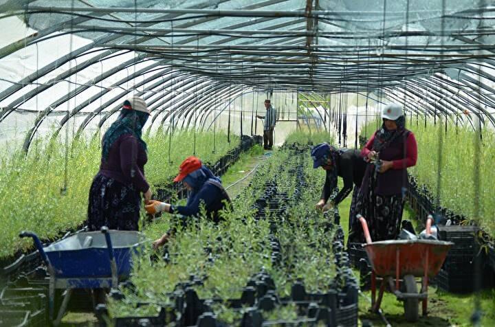 <p>Bunun sebebi ise Hasandağı eteklerinde bulunmamızdır. Anadolu'nun atıl vaziyette olan ve kurak topraklarında rahatlıkla yetişen bir bitki. Kurak ve atıl vaziyette olan topraklarımız goji berry ile değerlendirilebilir."</p>
