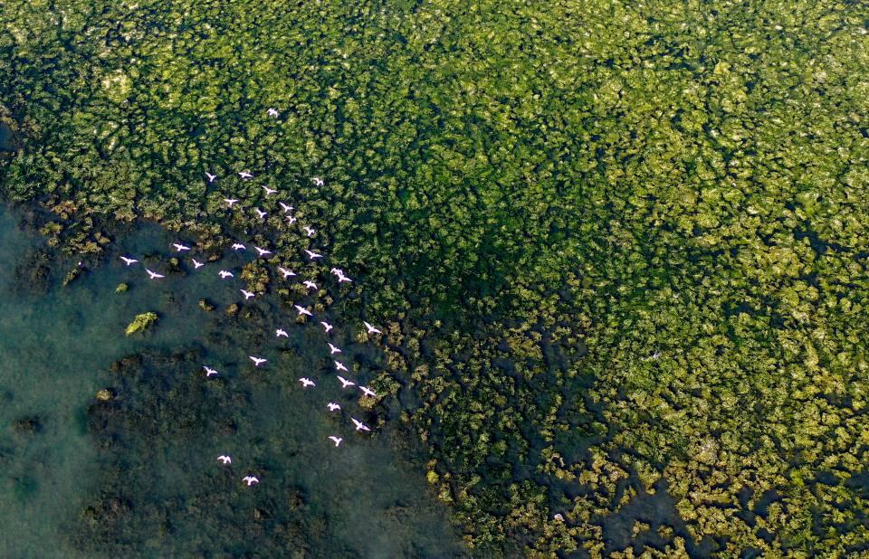 <p>Bostanlı'nın karşı kıyısında kalan İnciraltı'ndaki Çakalburnu Lagünü'nde de deniz marulları görülmeye başlandı. Flamingo, ördek, ak balıkçıl, sakarmeke, martı gibi kuşları konuk eden lagünde suyun üzerinin önemli bir kısmı deniz marullarıyla örtüldü.</p>
<p> </p>