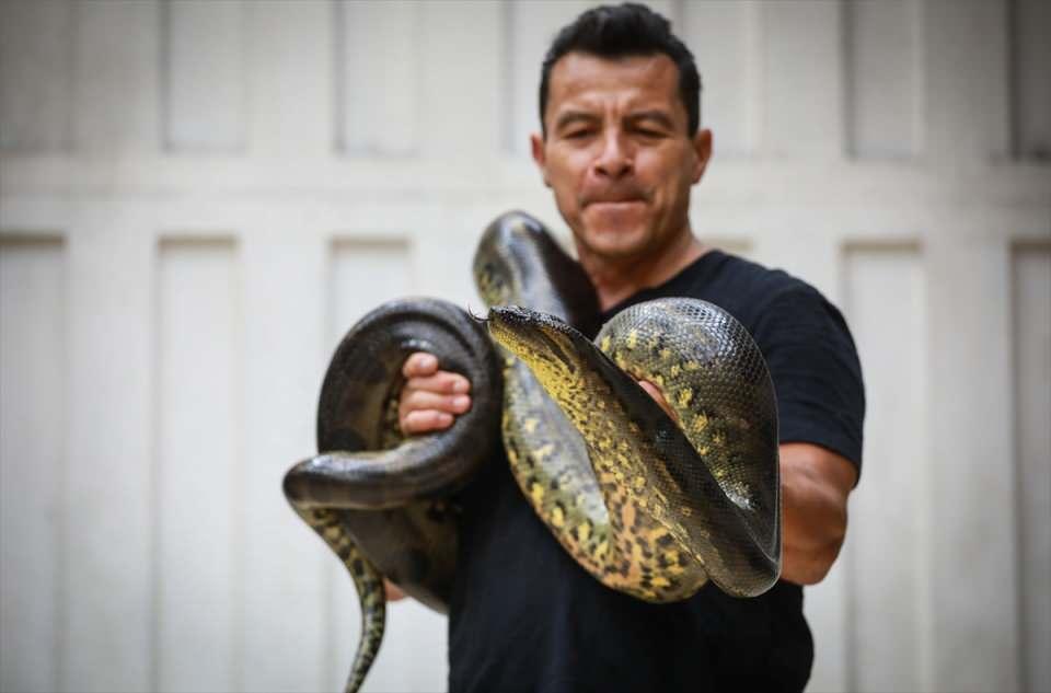 <p>Dünyadaki en ağır yılan türü olarak bilinen yeşil anakonda, Meksika’nın başkenti Meksiko'da 19 yavru doğurdu. </p>
