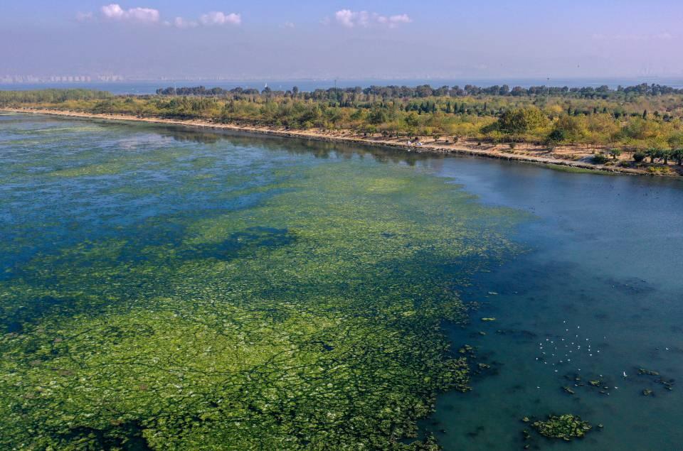 <p>İzmir Büyükşehir Belediyesi ekipleri, Bostanlı sahilindeki deniz marullarının toplanması için çalışma yürütüyor.</p>
<p> </p>