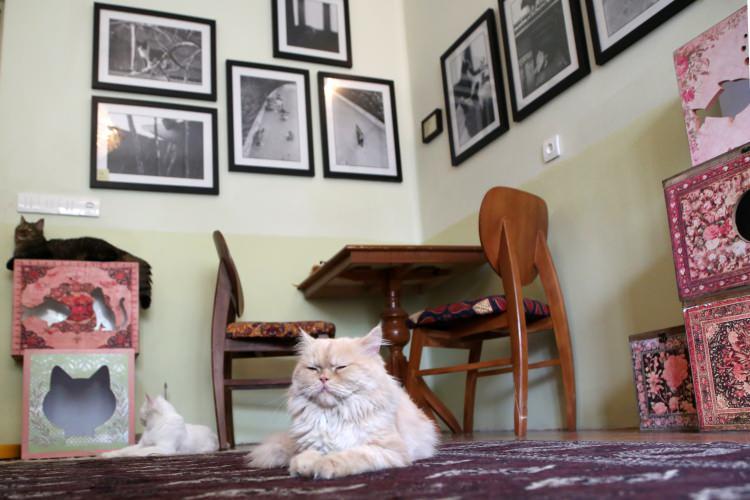 <p>Tahran'ın Kişaverzi Bulvarı'nda yaklaşık 200 metrekarelik alanda iki yıl önce açılan ve duvarları kedi resimleriyle süslenen müze çeşitli türlerde onlarca kediye de ev sahipliği yapıyor. </p>
