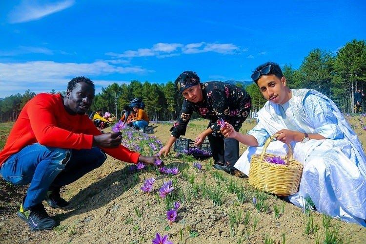<p>Karabük Üniversitesinde (KBÜ) öğrenim gören yabancı öğrenciler, safran hasat etti. </p>
