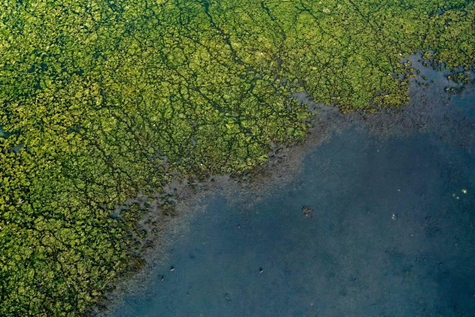 <p>İzmir Körfezinde sudaki kirliliğe bağlı azot ve fosfor miktarının artmasıyla aşırı çoğalan deniz marulları, körfezin kuzey kıyısının yanı sıra güneyde de çok sayıda kuşa ev sahipliği yapan lagünü yeşile bürüdü.</p>

<p> </p>
