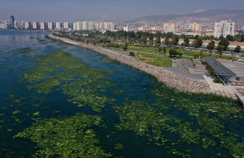 <p>İzmir Körfezi'ndeki deniz marullarına değinen Tanrıkul, "Deniz marullarının görüldüğü ortamları körfezde yıllardan beri görmekteyiz. Ama bir artış var, sayı ve yayıldığı bölge olarak bir artış var. </p>
