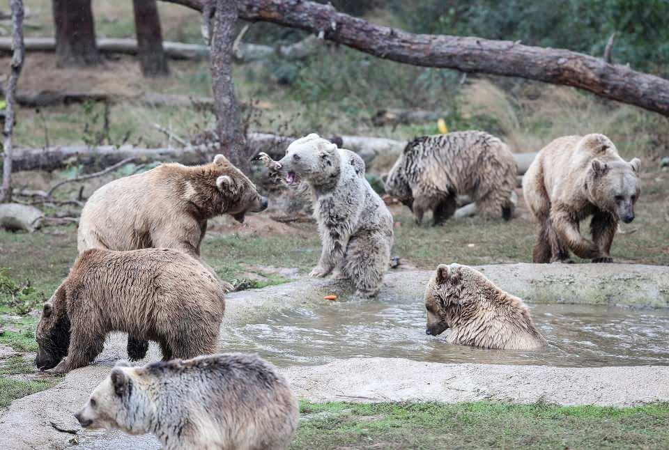 <p>Bu dönemde ayılara yüksek proteinli ve kalorili besinler verdiklerini belirten Sezer, kasım sonuna kadar bu işlemlerin devam edeceğini dile getirdi.</p>

<p> </p>
