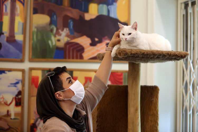 <p>Dünya edebiyatında olduğu gibi klasik İran edebiyatında da kedi ve farelerle ünlenen birçok mekan ve eser olduğunu hatırlatan Hemledari, şöyle devam etti:</p>
<p>"Hayvan sevgisi toplumun diğer fertlerine karşı saygıyı da artırıyor. </p>