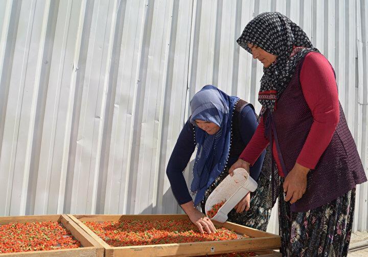 <p>"Biz turşu, reçel, marmelat, çay ve balını yapıyoruz. Birçok gıda sektöründe de kullanılıyor. Zahmeti az olan bir bitki ve su isteği az. Herhangi bir hastalığı yok. Ürünün tek zararlısı kuşlar. Kuşlar içinde fileyle önlem alıyoruz. Zor olan kısmı ise toplanmasıdır. Meyveleri tek tek topluyoruz. Birden fazla işçiyle yapılması gereken bir iş olduğu için köydeki kadınlara da çalışma imkânı sağlamış oluyoruz. Köyde goji berry üzerine bir de kadın kooperatifi kurduk. 35 dekar alana Tarım İl Müdürlüğü tarafından bir bahçe kuruluyor.</p>

<p> </p>
