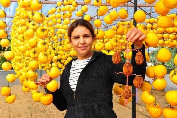<p>Yaşını kilosu 5, kurusunu ise 50 TL'ye varan fiyatlarla satışa sunduklarını kaydeden Melek Yılmaz, "Cennet hurmalarını yaş olarak satamadığım için bozuluyordu. Bu zararın önüne geçmek için 40 kilo ile deneme amaçlı kurutmaya başladım. </p>
