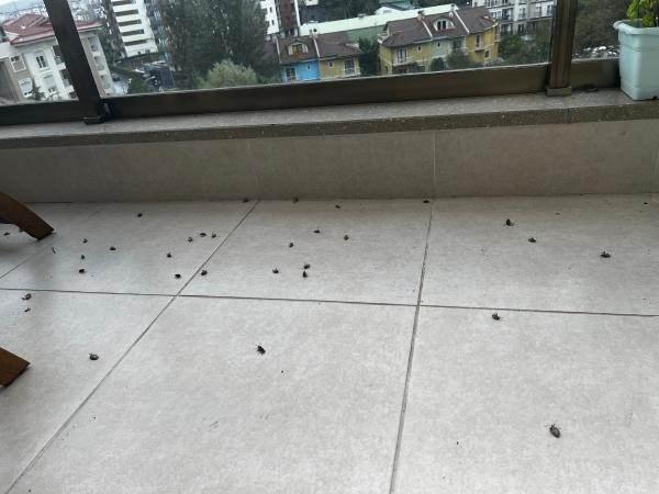 <p>Şu yapılabilir, ergin dönemlerinde uçma dönemlerinde fenomen tuzakları asılarak en azından park bahçelerin çevresindeki binalarda yaşayan insanlar için bir fayda sağlanabilir" dedi.</p>