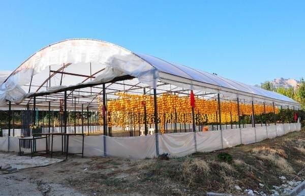<p>. Talebe yetişemez hale gelen Yılmaz, eşi ve ailesinin de desteğiyle 800 metrekarelik kurutma serası kurdu. Serada 20 kadını istihdam eden Yılmaz, 5 sene içinde yıllık 60 ton cennet hurması kurutur duruma geldi.</p>
