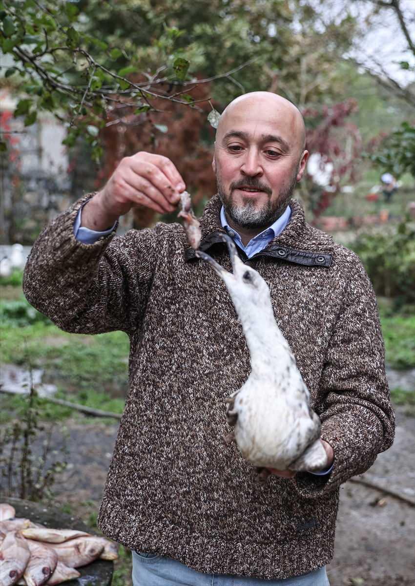 <p>Akkök, her birine isim verdiği hayvanlarıyla ayrı ayrı ilgileniyor, bakımlarını yapıyor, yiyeceklerini özel olarak hazırlıyor. Hayvan dostlarının her birinin kilosuna ve kullandığı ilaca göre ayrı ayrı özel yemekler hazırlayan Akkök, özellikle beslenme sıkıntısı çeken yaralı martıları elleriyle tek tek besliyor.</p>
<p> </p>