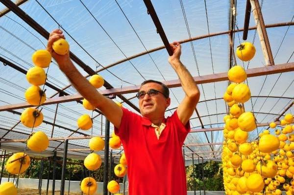 <p>Yurt içinde genelde büyükşehirlerimize satıyoruz. Yurt dışına ise İngiltere ve KKTC'ye gönderdik. Yaşının kilosu 5 TL, kurusunu ise 50 TL'ye gideceğini düşünüyoruz. Şu an tam fiyatı değil" dedi.</p>