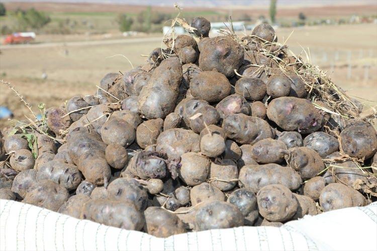 <div>Çiftçilerle birlikte tarlada patates söken Ayhan, burada yaptığı konuşmada, Türkiye'de kullanılan tüm mor patates tohumlarının Sivas'tan temin edildiğini söyledi.</div>

<div> </div>

