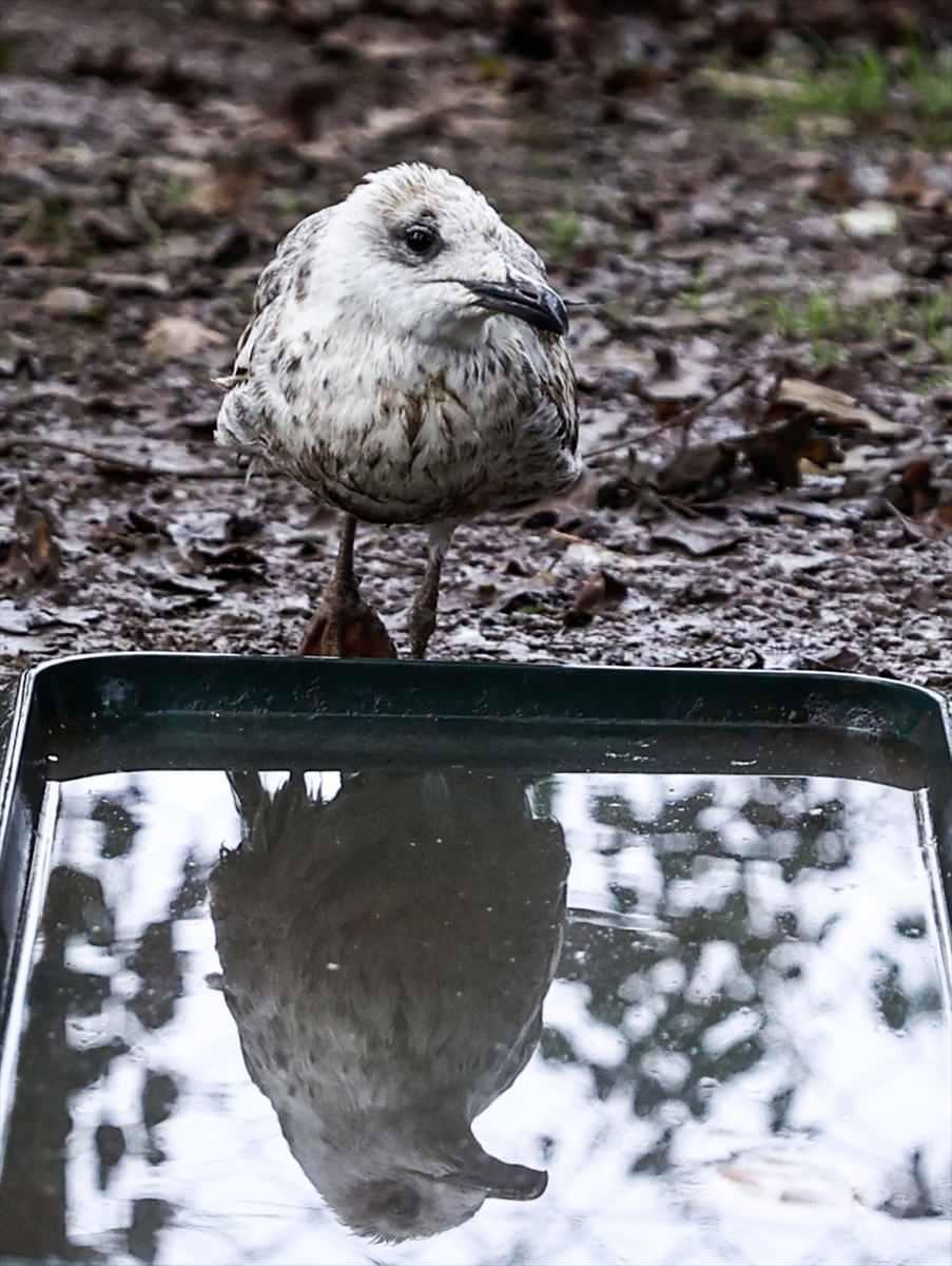<p>Akkök, çok düşkün olduğu hayvan dostlarına olabildiğince konforlu ve özgür bir yaşam sağlamaya çalıştığını vurgulayarak, şöyle devam etti:</p>
<p>"Bu yaşamdan keyif alıyorum. Hayvan dostlarım için şehir hayatında sahip olduğum bazı konforlardan vazgeçtim ama bu durumdan şikayetçi değilim. Her biri benimle tanışana kadar büyük zorluklar yaşamış can dostlarım burada çok rahatlar. Köye taşınınca iş yerimi de buraya yakın bir semte taşıdım. Kendi işim olduğu için bu çok zor olmadı. İşime her gün buradan gidip geliyorum. Evimde benimle beraber yaşayan hayvanların hepsi terkedilmiş, ihmal edilmiş, çok zor durumdayken bulup kurtarmaya çalıştığım hayvanlar. Bu durumdayken bulduğum hayvanları sahiplendirmeyi deniyorum. </p>