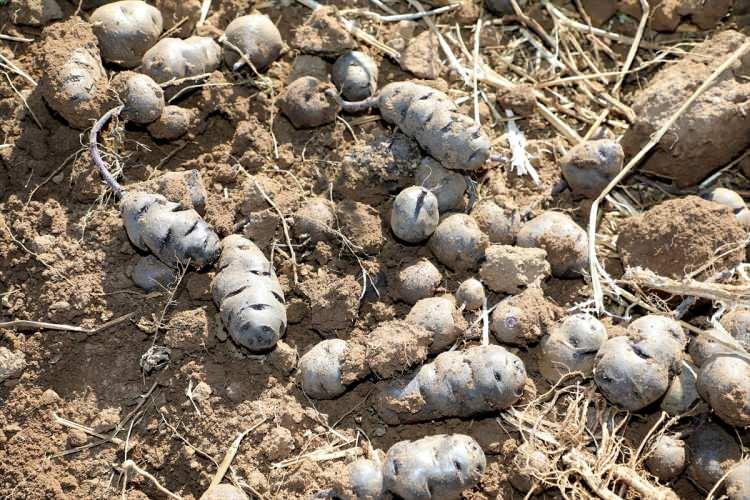 <p>Sivas'ta, içerdiği antioksidanlar ve yüksek besin değeri nedeniyle ilgi gören mor renkli tescilli patates çeşidinin hasadına başlandı.</p>
