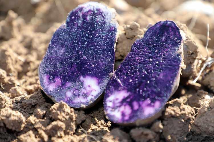 <div><strong>Ayhan, şunları kaydetti:</strong></div>

<div> </div>

<div>"30 dekarda yaklaşık 70 tonun üzerinde mor patates ekiminde Türkiye'nin tohumluğunu karşılamış oluyoruz. Firmamızı tebrik ediyorum. Mor patates son 3 yıldır Sivas'ımızın topraklarıyla buluştu ve dikkat çekici bir ürün olarak da kayıtlara geçmiş oldu. Ürün çeşidi anlamında ve katma değeri yüksek ürün üretiminde örnek endüstriyel bir bitki."</div>
