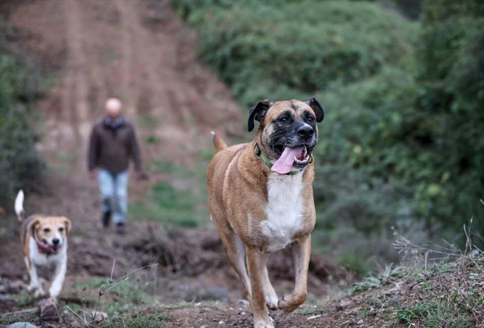 <p>Bazen köpeklerimle veya atımla eğlenceli videolar kaydedip sosyal medyada paylaşıyorum, bazen paylaştığım bu görüntüleri telefondan onlara gösteriyorum, görüntüleri anlamasalar da telefondan duydukları kendi seslerine tepki veriyorlar, bu tepkileri beni gülümsetiyor." dedi.</p>
<p> </p>