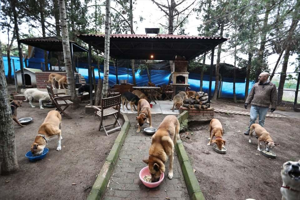 <p>Akkök, hayvanlarına evinin bazı odalarını da açmış durumda. Akkök'ün köpekleri soğuk havalarda evin giriş katında uyuyabiliyor. Ayrıca Akkök, şömine başında köpekleriyle birlikte kitap okuyor, müzik dinliyor, onlarla sohbet ediyor, onlara hikayeler anlatıyor, köpek dostları da onu can kulağıyla dinliyor.</p>
<p>Şehirden köye taşındıktan sonra buradaki arazi şartlarına uygun bir araç satın alan Akkök, köpeklerini her gün kamyonetine bindirip ormana getiriyor, onlarla uzun yürüyüşler yapıyor, oyunlar oynuyor.</p>
<p> </p>