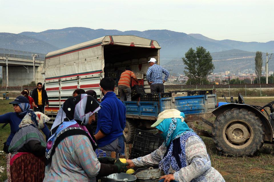 <p> Biz buna Pamukova ve Geyve’nin ‘Sarı altını’ olarak hitap ediyoruz. Bizim zorumuza giden şu; 5 sene önce biz ayva üretimini yaklaşık 2 buçuk lira üzerinden verdik bu sene halen daha yaklaşık 2 buçuk lira. Girdi maliyetlerimiz çoğaldı. Biz, hızla üretim yapmamıza rağmen bu fiyatların değişmemesinden ne üretici ne de tüketici memnun değil. Çok aracı olduğundan dolayı ayvanın raflardaki fiyatı şuanda 8 ile 10 lira arasında. </p>