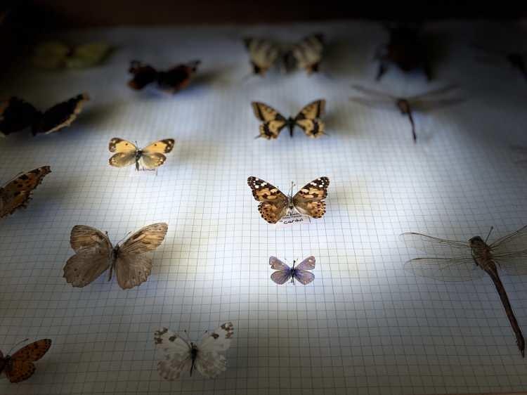 <p>Üniversitenin Balkan Yerleşkesinde yer alan Fen Fakültesi Biyoloji Bölümündeki müzede yaklaşık 2 bin böcek türü özel kutularda sergileniyor.</p>

<p> </p>
