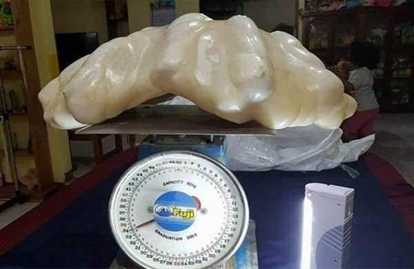 <p>34 kg ağırlığında dev inci.</p>