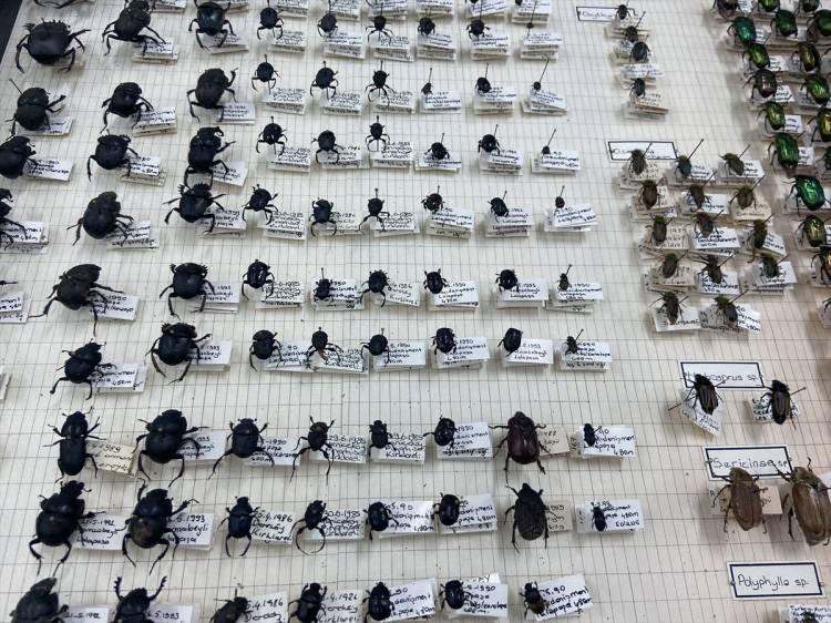 <p>Çamlıtepe, müzedeki omurgasız hayvanların temizlendikten ve bazı işlemlerden geçtikten sonra hava almayan özel kutular içinde saklandığını, böylece uzun yıllar boyunca orijinal haliyle korunduğunu vurguladı.</p>

<p> </p>
