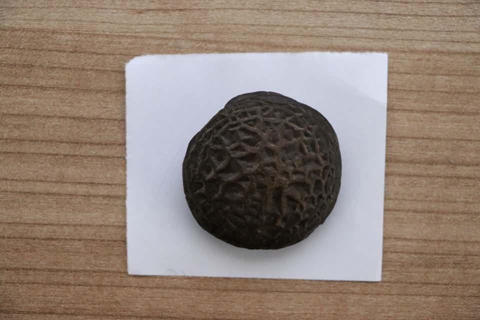 <p>Dolayısıyla en erken ödeme araçları olarak ingot (sikke icat edilmeden önce değişim aracı olarak kullanılan, sığır derisi şeklinde yapılmış, yassı bakır levha) dışında, bu tür deniz canlılarının fosillerinin de kullanıldığını tahmin ediyoruz. </p>
