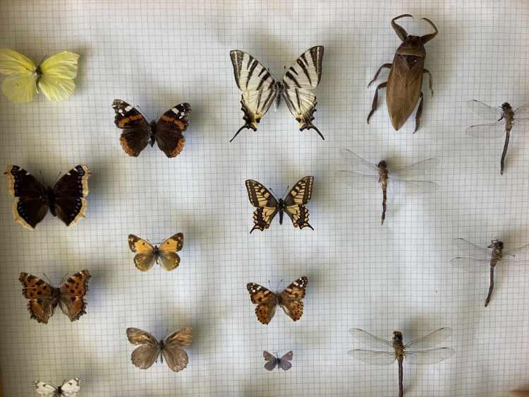 <p> Trakya Üniversitesi bünyesindeki Omurgasızlar Müzesi'ne gelen ziyaretçiler, doğada çok karşılaşmadıkları omurgasız hayvan ve böcek türlerini görme fırsatı buluyor.</p>

