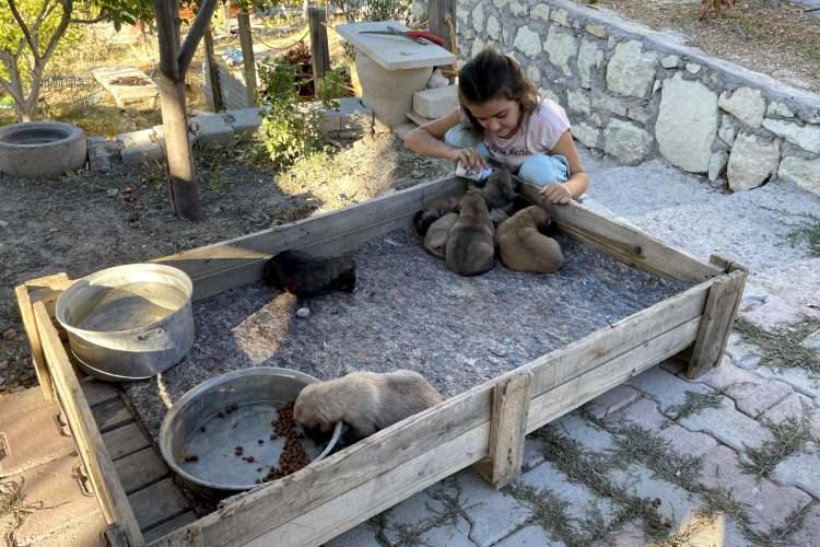 <p> Elazığ'ın Ağın ilçesinde 8 yaşındaki ilkokul öğrencisi Sude Gündüz, yaralı ve bitkin halde bulup sahiplendiği köpek ile 7 yavrusuna özenle bakıyor.</p>
