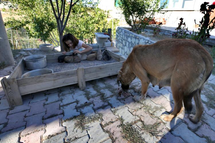 <p>Onlara yemek ve mama veriyorum, biberonla yavrulara süt içiriyorum, yerlerini temizliyorum. Onları çok seviyorum. Ben bir yere gidince Fındık da peşimden geliyor. O da beni çok seviyor. Yavrularıyla ilgilenmem konusunda Fındık bana çok güveniyor." diye konuştu.</p>