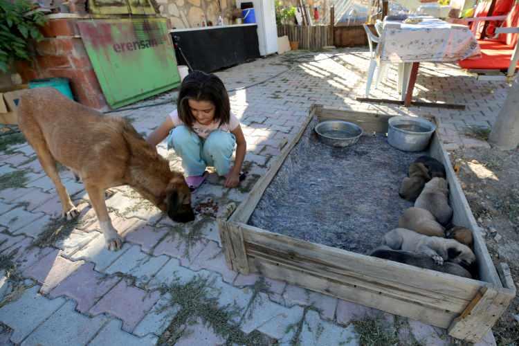 <p>Gündüz, kızlarına hep iyi insanı olmayı aşılamaya çalıştıklarını, kızlarının yaralı ve bitkin halde bulduğu köpeği sahiplenmek istemesini hem kendilerinin hem de çevredekilerin takdirle karşıladığını aktardı.</p>