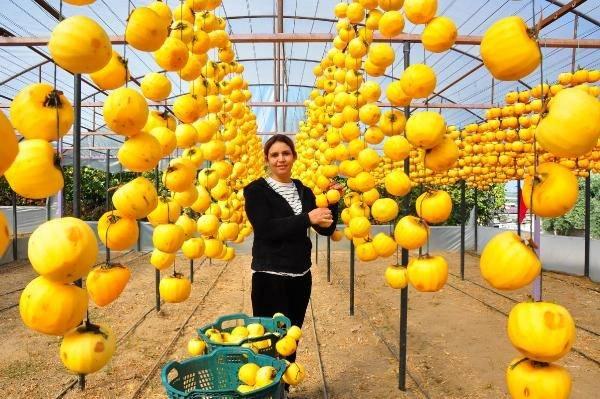 <p>Yılmaz, hurmalarını çöpe atmak yerine kurutmaya karar verdi. 'Trabzon hurması', 'cennet elması' ya da 'Akdeniz hurması' olarak da bilinen cennet hurmalarından balkonda 40 kilo kurutarak işe koyulan Yılmaz, çok talep almaya başladı.</p>