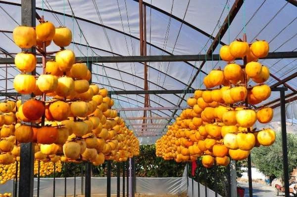 <p>45 günlük sürenin ardından yurt içi ve yurt dışına gönderiyoruz. Geçen yıl 500 kilo İngiltere'ye gönderdik, bir miktarda KKTC'ye gönderdik. Talepten dolayı memnunuz" diye konuştu.</p>