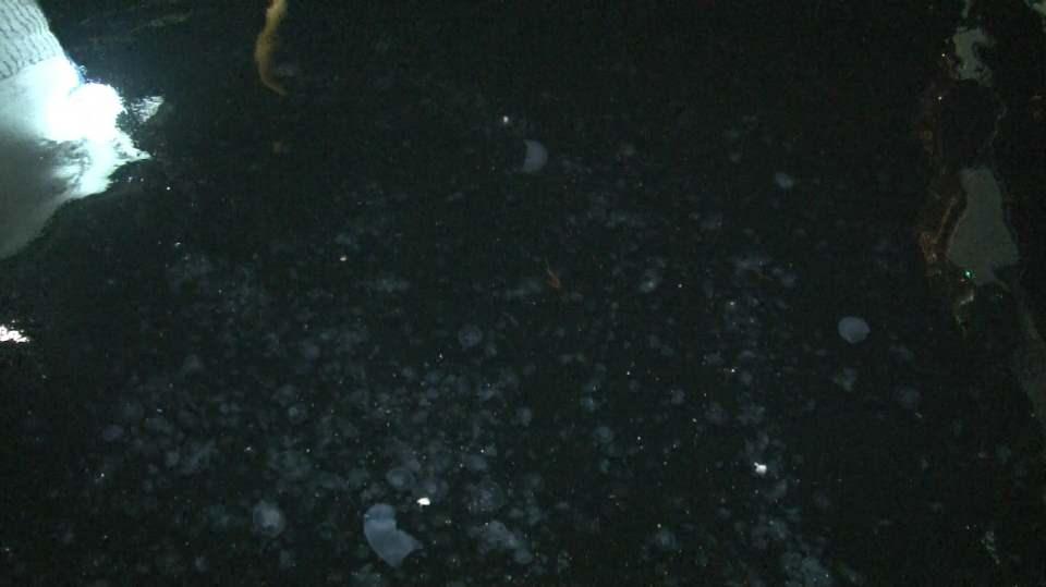 <p>İstanbul Boğazı’nda yoğunlukla görülmeye başlanan denizanaları sahil şeridini kapladı. İrili ufaklı pek çok denizanası Arnavutköy sahil şeridinde yoğun bir biçimde görüldü. </p>

<p> </p>
