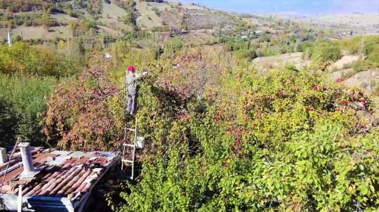 <p>Amasya'da 90 yaşına merdiven dayayan Ahmet Aydoğan elleriyle diktiği metrelerce yüksekteki elma ağaçlarına merdivenle tırmanıp en üst basamakta meyve topluyor.</p>
