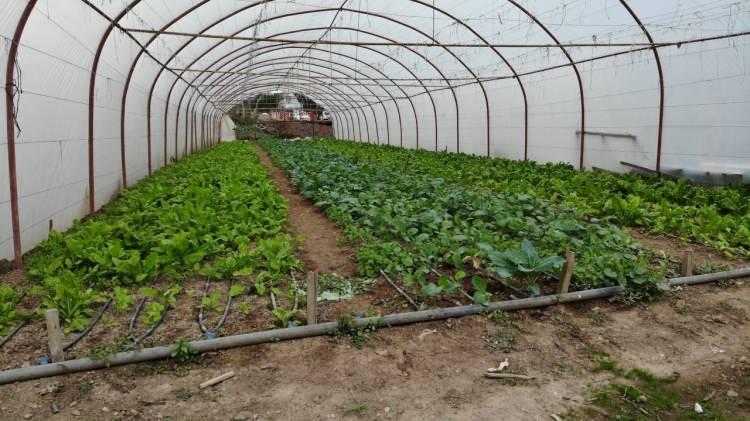 <p>İstanbul'un göbeğinde Maltepe D-100 karayolunun altında, Erol Buyurman isimli vatandaş kurduğu organik bahçesinde tarım yaparak yaklaşık 20 çeşit sebze yetiştiriyor. </p>
